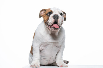 Buldogue Ingles bebê em fundo branco