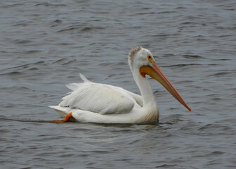 Fototapeta na wymiar American White Pelican swimming choppy waters