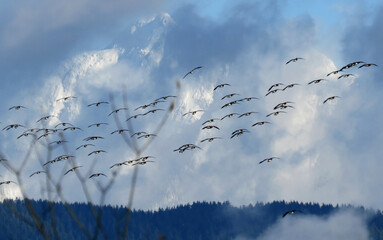 Canadian Geese practicing migration flights