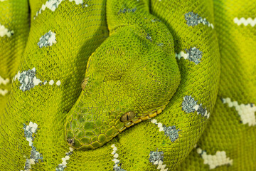 Corallus caninus - green snake coiled into a ball.