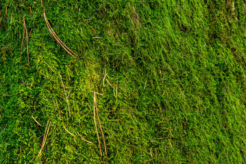 green moss on a tree in the forest - obrazy, fototapety, plakaty