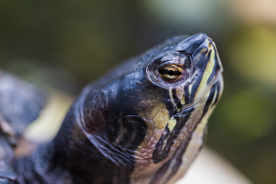 Close-up portrait of a turtle head. The background is blurred by the technique of photography.