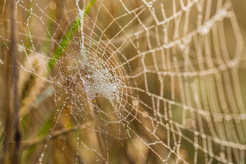 Spider webs covered with morning dew drops, close-up.