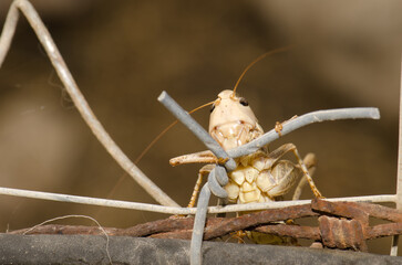 Southern wartbiter Decticus albifrons on a fence. Cruz de Pajonales. Tejeda. Gran Canaria. Canary Islands. Spain.