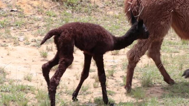 newborn baby alpaca suckling its mother