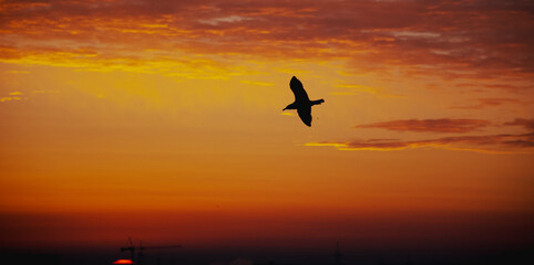 Fototapeta na wymiar birds in the sunset