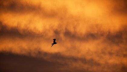 Seagull  in flight