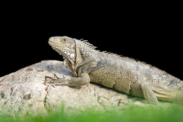 Iguana Leguan Aruba