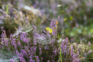 Blooming wild purple common heather (Calluna vulgaris). Nature, floral, flowers background, close up.
