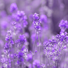 Fresh lavender flowers.