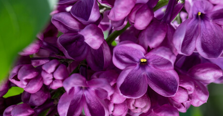 Lilac flower pink spring background.