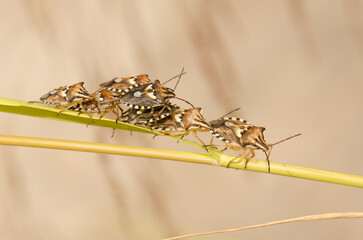 Group of shield bugs Codophila varia. Cruz de Pajonales. Integral Natural Reserve of Inagua. Tejeda. Gran Canaria. Canary Islands. Spain.