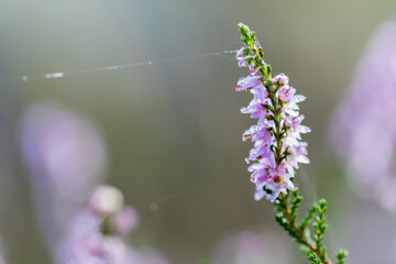 Blooming wild purple common heather (Calluna vulgaris). Nature, floral, flowers background, close up.
