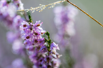 Blooming wild purple common heather (Calluna vulgaris). Nature, floral, flowers background, close up.