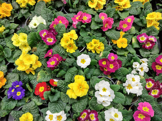 Primrose flowers - Primula Polyantha - natural