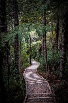Kauri Wald Neuseeland