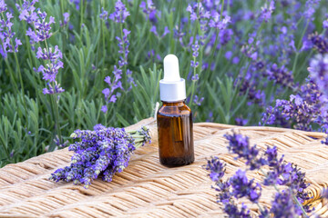 Obraz na płótnie Canvas Amber essential lavender oil bottle. Violet lavendar field in Provence.