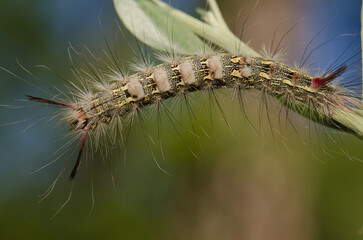 Caterpillar of the moth Calliteara fortunata. Integral Natural Reserve of Inagua. Gran Canaria. Tejeda. Canary Islands. Spain.