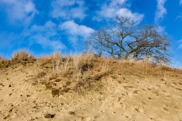 Fototapeten Leuvenumse bossen, Hulshortserzand © Holland-PhotostockNL