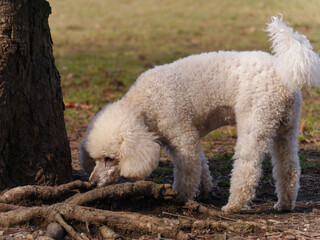 Cute White Poodle dog standing next to a tree in the park
