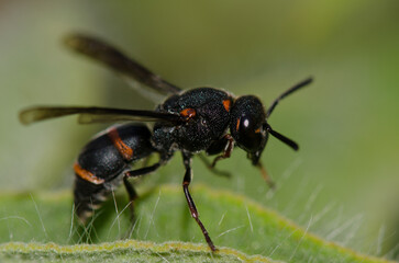 Potter wasp Ancistrocerus haematodes rubropictus. Integral Natural Reserve of Inagua. Tejeda. Gran Canaria. Canary Islands. Spain.