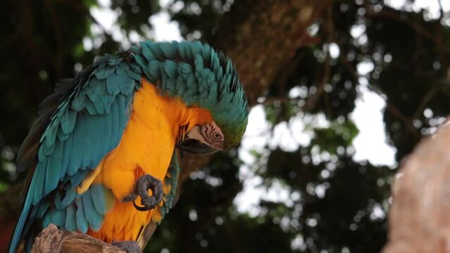 Blue-and-yellow Macaw in the tree close up
