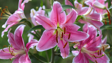  Blooming pink tender Lily flower. Pink Stargazer Lily flowers background. Closeup of pink stargazer lilies and green foliage. Summer . Bouquet of large Lilies .Lilium, belonging to the Liliaceae.