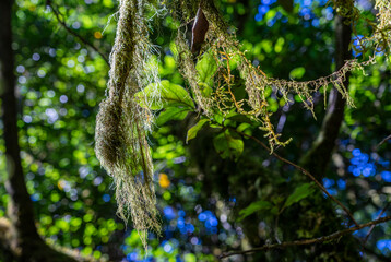 Wanderurlaub auf LA GOMERA, Kanarische Inseln: Close-up im mystischen Lorbeerwald, Nationalpark...