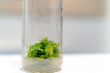 growing carnivorous plants in a research laboratory