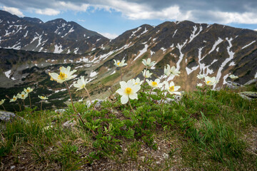 Flowers (Anemone alpina) in the wild. Western Tatras. Slovakia.