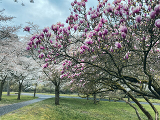 Naklejka premium Magnolia