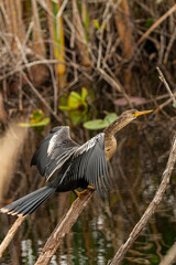Anhinga with wings spread to absorb heat