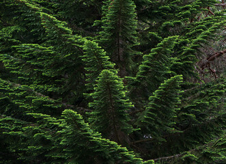 Pacific silver fir (Abies amabilis) branches with green needles