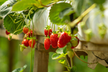 strawberry in the garden