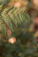 Green fern leaf in the forest close up natural background
