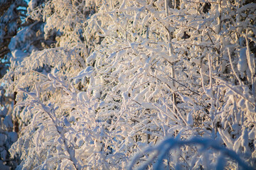  Blurred winter background.