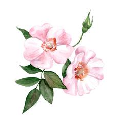 Rosehip branch with pink flowers. Watercolor realistic botanical illustration. Medicinal plants. Spring flowers