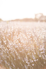 Sunset over a white lavender field in Provence, France.