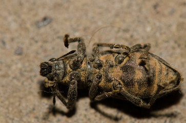Weevil Herpisticus lanatus pretending to be dead. Cruz de Pajonales. Integral Natural Reserve of Inagua. Tejeda. Gran Canaria. Canary Islands. Spain.