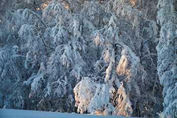  Blurred winter background.