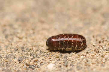 Fly pupa on the ground. Cruz de Pajonales. Tejeda. Gran Canaria. Canary Islands. Spain.