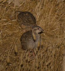 Juveniles of red-legged partridge Alectoris rufa. Integral Natural Reserve of Inagua. Tejeda. Gran...