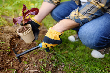 Mature man holding seedling of salad in pots and shovel on the domestic garden at summer sunny day....