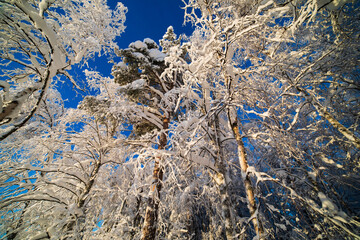  Blurred winter background.