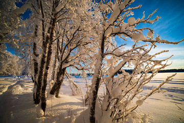  Blurred winter background.