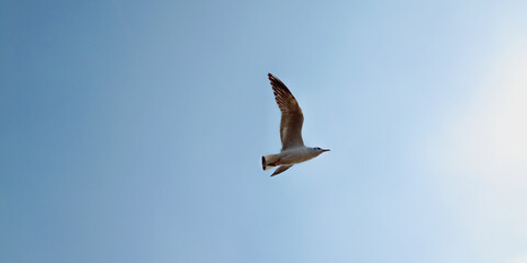 View of a bird flying in air across the blue sky