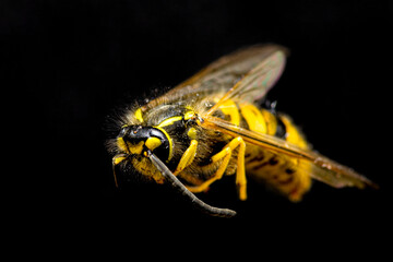 wasp on black background