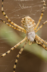 Banded garden spider Argiope trifasciata. Integral Natural Reserve of Inagua. Gran Canaria. Canary Islands. Spain.