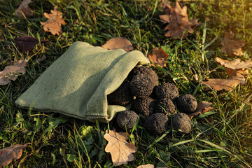 Bag with fresh truffles on green grass