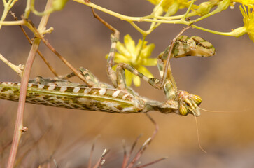 Fototapeta premium Egyptian flower mantis Blepharopsis mendica. Integral Natural Reserve of Inagua. Gran Canaria. Canary Islands. Spain.